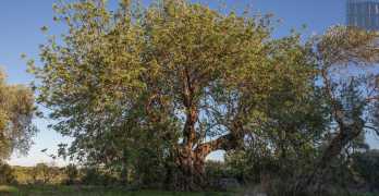 Modugno il sentiero dei carrubi: per riscoprire gli antichi alberi del cioccolato dei poveri
